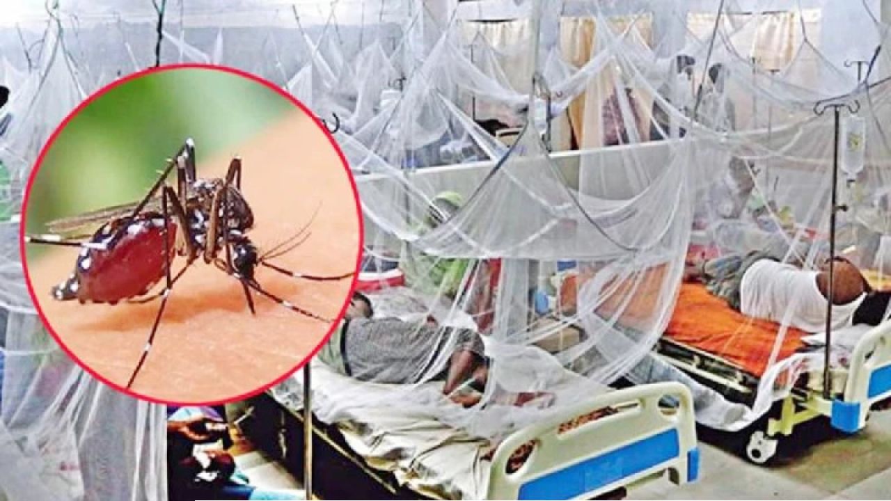 ডেঙ্গুতে আরও ৫ জনের মৃত্যু, নতুন ভর্তি ১১৪৭ জন