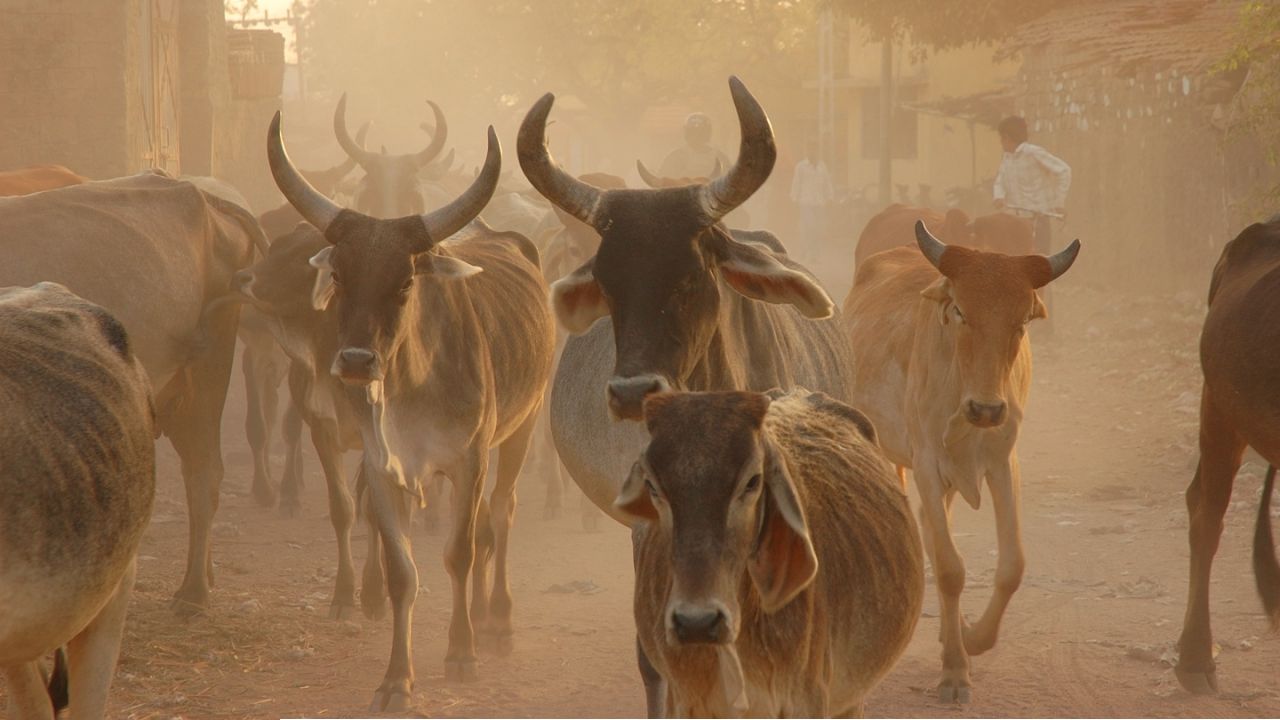 গুজরাটে গরু সুরক্ষা আইনে তিন মুসলিমকে যাবজ্জীবন কারাদণ্ড