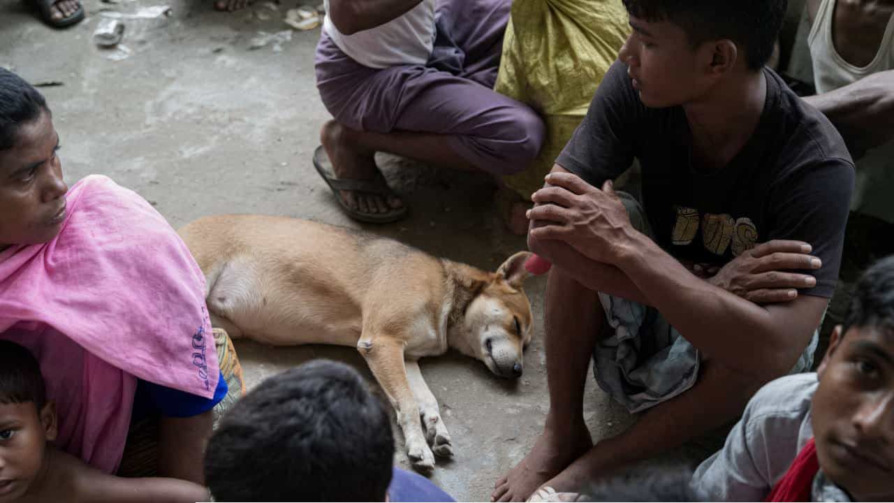 মহান আল্লাহর সৃষ্টির মহিমা: অবহেলিত ‘কুকুর’ কেন মানুষের পরম বিশ্বস্ত সঙ্গী?